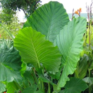 Alocasia Elephant Ear Live Plant For Growing, 4-6
