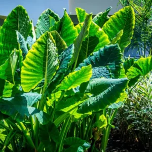 Alocasia Elephant Ear Live Plant For Growing, 4-6