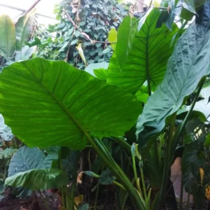 Alocasia Elephant Ear Live Plant For Growing, 4-6