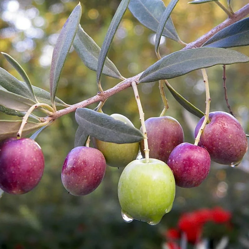 8" Olive Tree Live Plant In 2.5" Pot