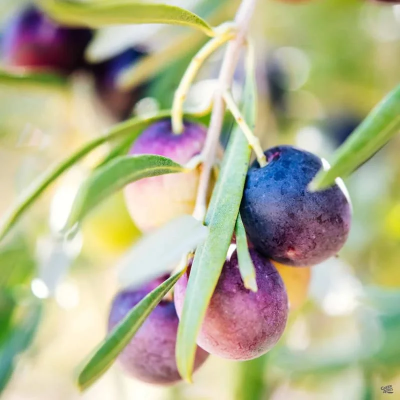 8" Olive Tree Live Plant In 2.5" Pot