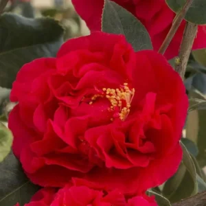 Red Camellia Japonica Live Plant Large Flowers, 10 - 12 Inches In Tall for Planting
