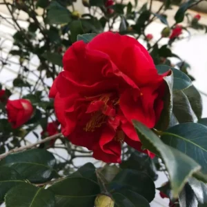 Red Camellia Japonica Live Plant Large Flowers, 10 - 12 Inches In Tall for Planting