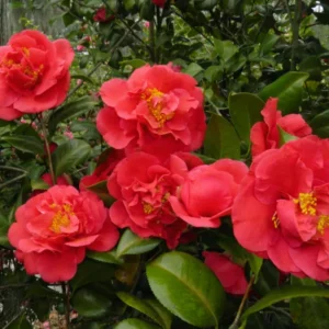 Red Camellia Japonica Live Plant Large Flowers, 10 - 12 Inches In Tall for Planting