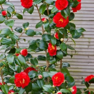 Red Camellia Japonica Live Plant Large Flowers, 10 - 12 Inches In Tall for Planting