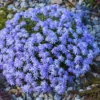 Blue Phlox Live Plant, Creeping Phlox Perennial, Blue Purple Creeping Phlox, 4 to 6 Inc Starter Plant and Well Rooted