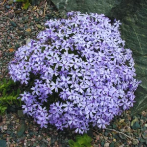 Blue Phlox Live Plant, Creeping Phlox Perennial, Blue Purple Creeping Phlox, 4 to 6 Inc Starter Plant and Well Rooted