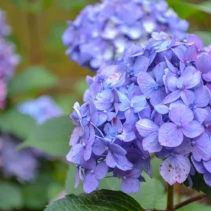 Blue Purple Shades Hydrangea Bush Plant Tree Live Shrub Plant Outside, 2.5 Inc Pot, 1 to 2 Feet Tall Plant
