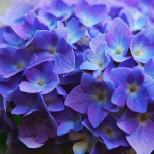 Blue Purple Shades Hydrangea Bush Plant Tree Live Shrub Plant Outside, 2.5 Inc Pot, 1 to 2 Feet Tall Plant
