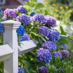 Blue Purple Shades Hydrangea Bush Plant Tree Live Shrub Plant Outside, 2.5 Inc Pot, 1 to 2 Feet Tall Plant