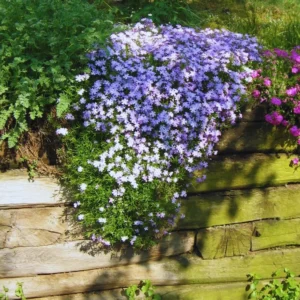 Blue Phlox Live Plant, Creeping Phlox Perennial, Blue Purple Creeping Phlox, 4 to 6 Inc Starter Plant and Well Rooted