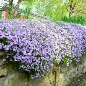 Blue Phlox Live Plant, Creeping Phlox Perennial, Blue Purple Creeping Phlox, 4 to 6 Inc Starter Plant and Well Rooted