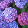 Blue Purple Shades Hydrangea Bush Plant Tree Live Shrub Plant Outside, 2.5 Inc Pot, 1 to 2 Feet Tall Plant
