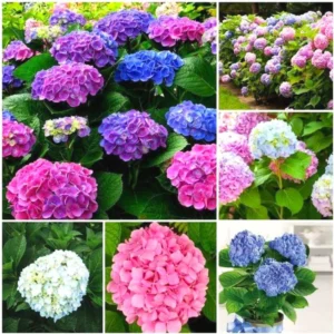 Purple Hydrangea Bush Plant Tree Live Shrub Smooth, Bigleaf in Pot, Starter Plant