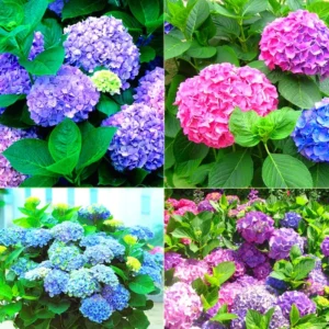 Purple Hydrangea Bush Plant Tree Live Shrub Smooth, Bigleaf in Pot, Starter Plant
