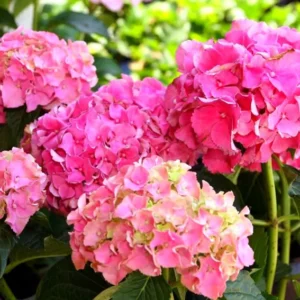 Red Pink Paris Hydrangea Bush Plant Tree Live Shrub in Pot, Starter Plant