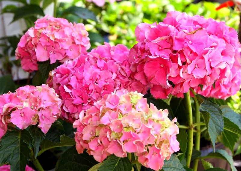 Red Pink Paris Hydrangea Bush Plant Tree Live Shrub in Pot, Starter Plant