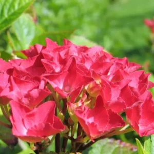 Red Pink Paris Hydrangea Bush Plant Tree Live Shrub in Pot, Starter Plant