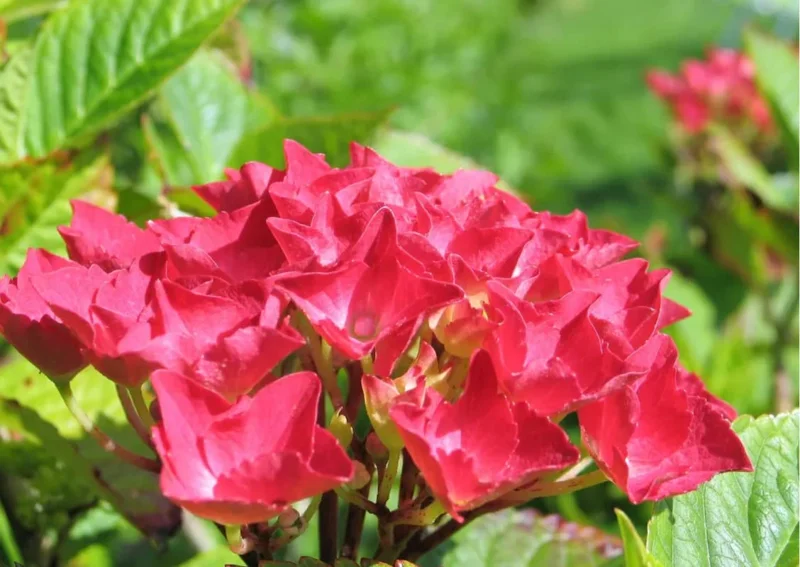 Red Pink Paris Hydrangea Bush Plant Tree Live Shrub in Pot, Starter Plant
