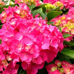 Red Pink Paris Hydrangea Bush Plant Tree Live Shrub in Pot, Starter Plant