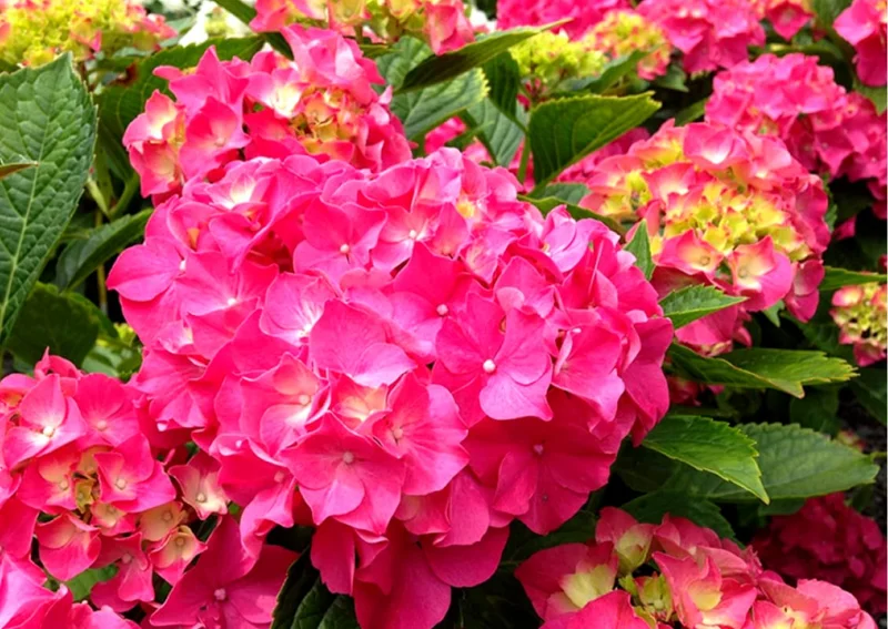 Red Pink Paris Hydrangea Bush Plant Tree Live Shrub in Pot, Starter Plant