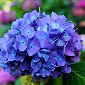 Blue Purple Shades Hydrangea Bush Plant Tree Live Shrub Plant Outside, 2.5 Inc Pot, 1 to 2 Feet Tall Plant