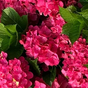 Red Pink Paris Hydrangea Bush Plant Tree Live Shrub in Pot, Starter Plant