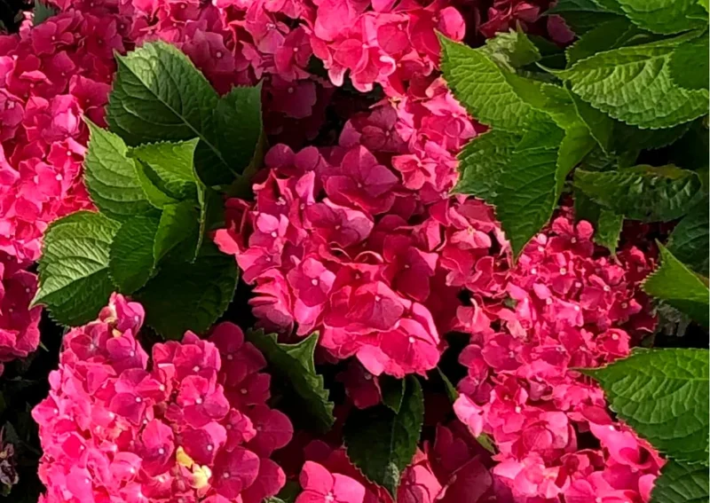 Red Pink Paris Hydrangea Bush Plant Tree Live Shrub in Pot, Starter Plant