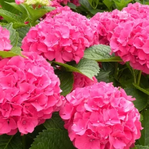 Red Pink Paris Hydrangea Bush Plant Tree Live Shrub in Pot, Starter Plant