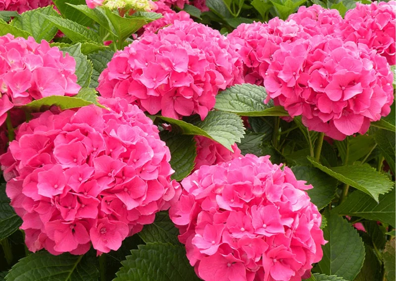 Red Pink Paris Hydrangea Bush Plant Tree Live Shrub in Pot, Starter Plant