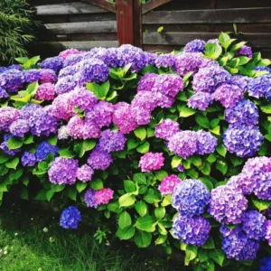 Blue Purple Shades Hydrangea Bush Plant Tree Live Shrub Plant Outside, 2.5 Inc Pot, 1 to 2 Feet Tall Plant