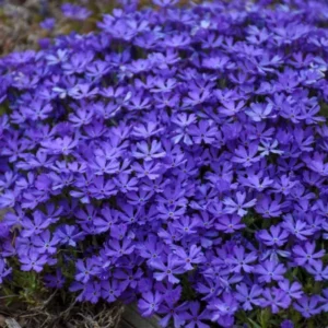 Blue Phlox Live Plant, Creeping Phlox Perennial, Blue Purple Creeping Phlox, 4 to 6 Inc Starter Plant and Well Rooted