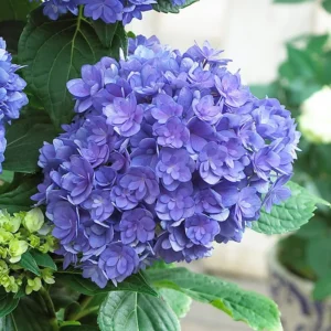 Blue Purple Shades Hydrangea Bush Plant Tree Live Shrub Plant Outside, 2.5 Inc Pot, 1 to 2 Feet Tall Plant