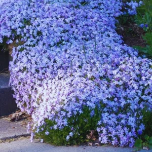Blue Phlox Live Plant, Creeping Phlox Perennial, Blue Purple Creeping Phlox, 4 to 6 Inc Starter Plant and Well Rooted