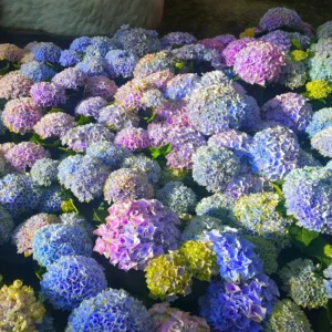 Blue Purple Shades Hydrangea Bush Plant Tree Live Shrub Plant Outside, 2.5 Inc Pot, 1 to 2 Feet Tall Plant