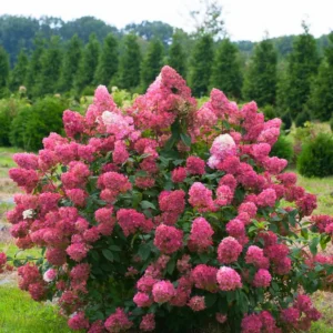Fire Pink Hydrangea Bush Plant Tree Live Shrub in Pot, Starter Plant