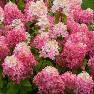 Fire Pink Hydrangea Bush Plant Tree Live Shrub in Pot, Starter Plant