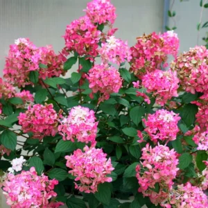 Fire Pink Hydrangea Bush Plant Tree Live Shrub in Pot, Starter Plant