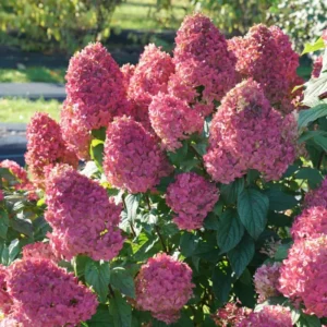 Fire Pink Hydrangea Bush Plant Tree Live Shrub in Pot, Starter Plant
