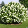 White Hydrangea Bush Plant Tree Live Shrub in Pot, Starter Plant