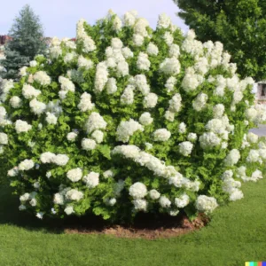 White Hydrangea Bush Plant Tree Live Shrub in Pot, Starter Plant