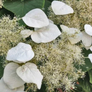 White Hydrangea Bush Plant Tree Live Shrub in Pot, Starter Plant