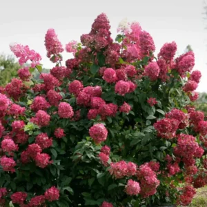 Fire Pink Hydrangea Bush Plant Tree Live Shrub in Pot, Starter Plant