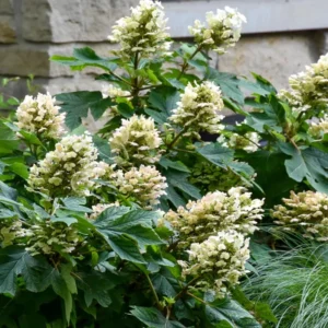White Hydrangea Bush Plant Tree Live Shrub in Pot, Starter Plant