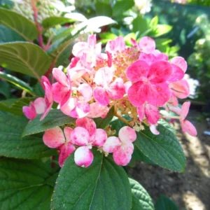 Pink Hydrangea Bush Plant Tree Live Shrub in Pot, Starter Plant