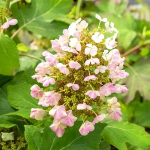 Pink Hydrangea Bush Plant Tree Live Shrub in Pot, Starter Plant