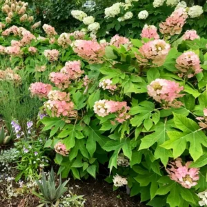 Pink Hydrangea Bush Plant Tree Live Shrub in Pot, Starter Plant