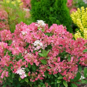 Pink Hydrangea Bush Plant Tree Live Shrub in Pot, Starter Plant