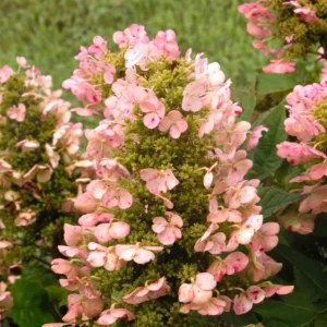 Pink Hydrangea Bush Plant Tree Live Shrub in Pot, Starter Plant