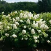 White Oakleaf Hydrangea Plant Bush Tree Live Shrub in Quart Pot, Well Rooted Plants